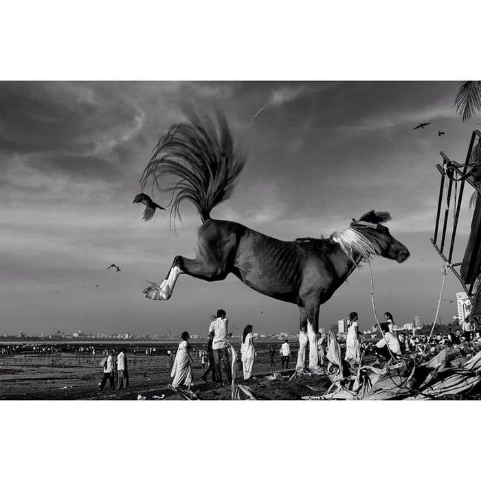 42 fotos de animais poderosas da página do Instagram “The Decisive Moments Magazine” 16