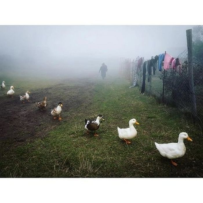 42 fotos de animais poderosas da página do Instagram “The Decisive Moments Magazine” 32