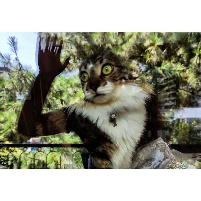 42 fotos de animais poderosas da página do Instagram “The Decisive Moments Magazine” 35