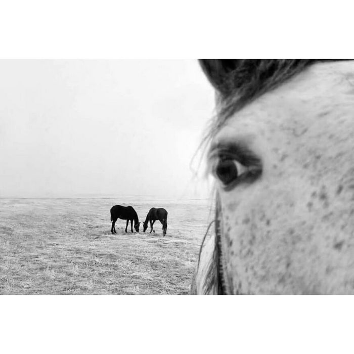 42 fotos de animais poderosas da página do Instagram “The Decisive Moments Magazine” 38