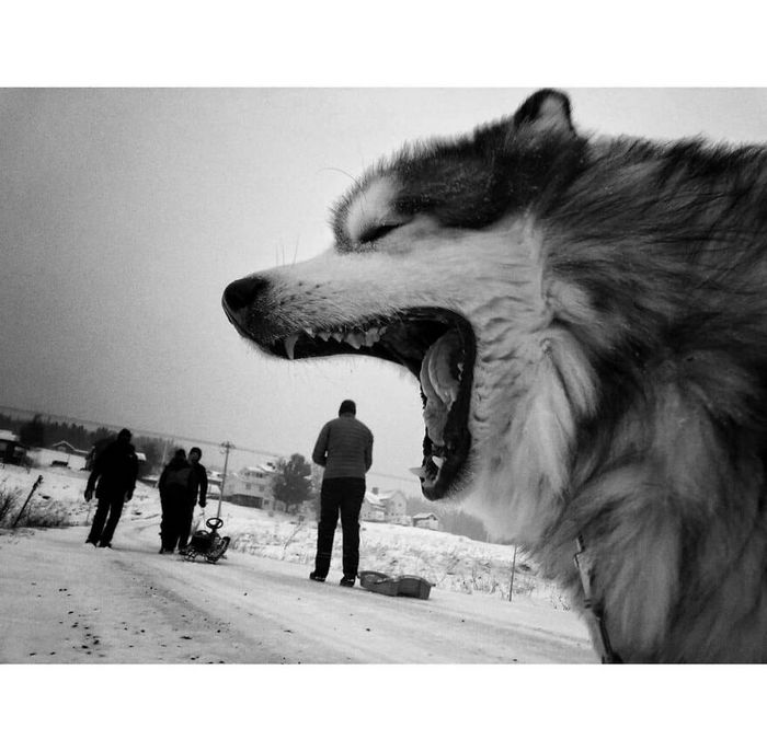 42 fotos de animais poderosas da página do Instagram “The Decisive Moments Magazine” 40