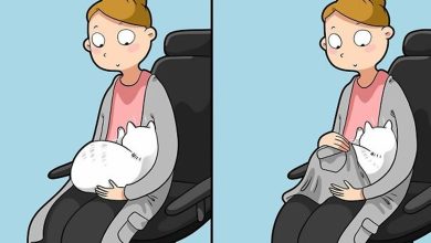 40 quadrinhos divertidos de Lingvistov mostrando como é realmente viver com um gato 11