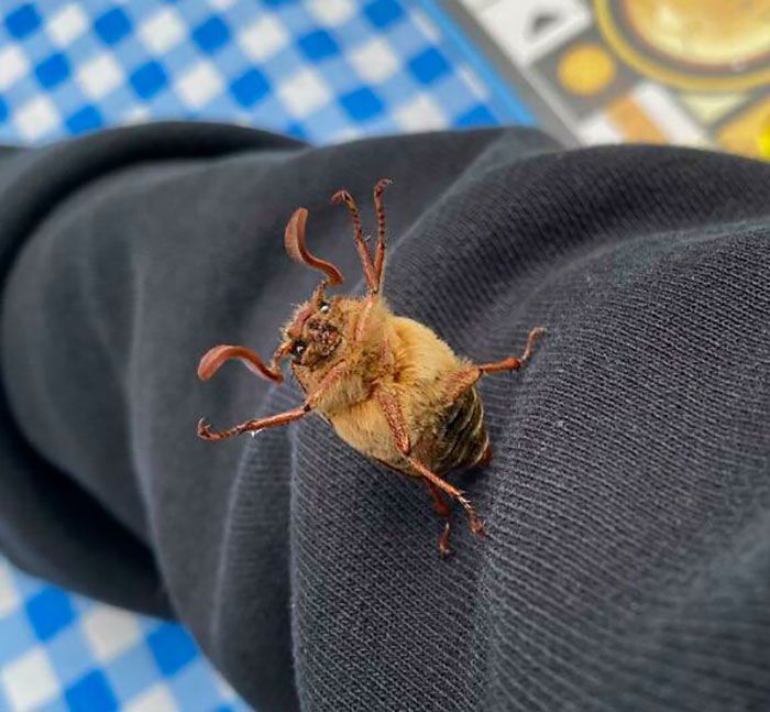 30 insetos bonitos e fofos que você pode não ter visto antes 15