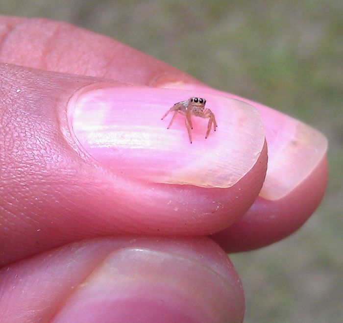 30 insetos bonitos e fofos que você pode não ter visto antes 22