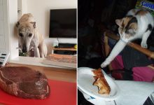 22 das melhores fotos de animais de estimação tentando roubar comida ou bebidas 12