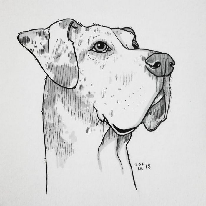 21 desenhos de cachorros para sorrir, inspirados em um desafio de desenho de 30 dias 8