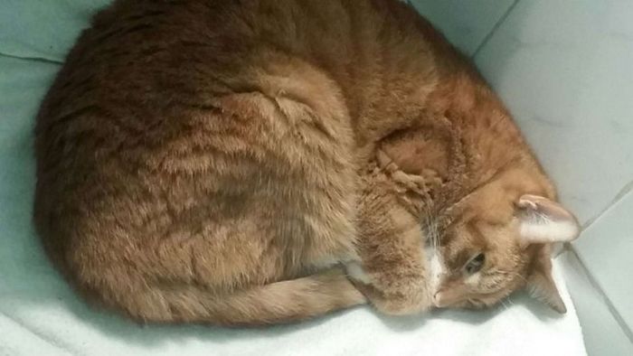 Gato se recusa a comer depois que o dono o abandonou por um novo sofá 3
