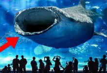 10 maiores aquários do mundo que você pode visitar 8