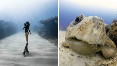50 fotos incríveis que foram tiradas debaixo d'água 44
