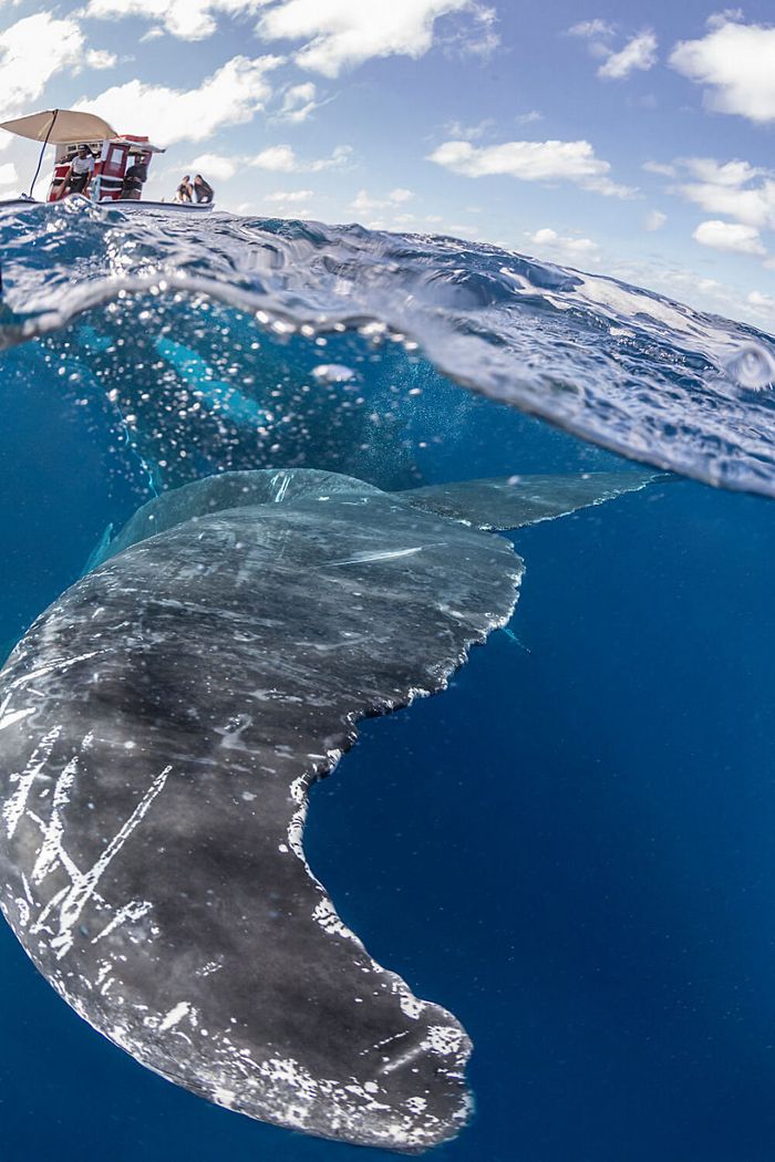 13 fotos de baleias jubarte brincando conosco no oceano 3