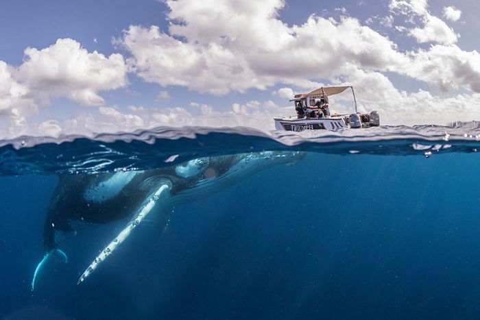 13 fotos de baleias jubarte brincando conosco no oceano 4
