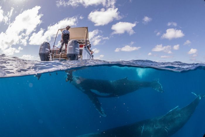 13 fotos de baleias jubarte brincando conosco no oceano 5