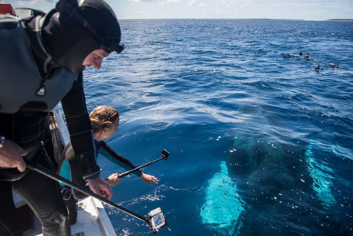 13 fotos de baleias jubarte brincando conosco no oceano 6