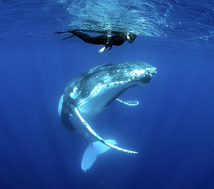 13 fotos de baleias jubarte brincando conosco no oceano 7