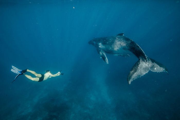 13 fotos de baleias jubarte brincando conosco no oceano 8