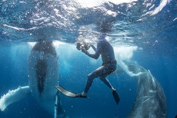 13 fotos de baleias jubarte brincando conosco no oceano 9