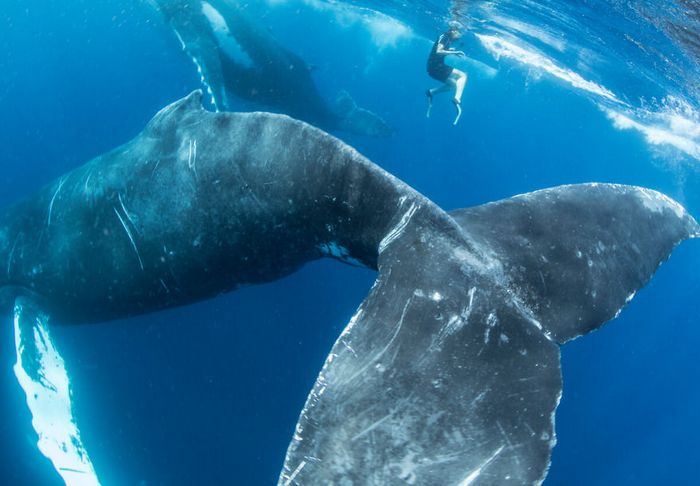 13 fotos de baleias jubarte brincando conosco no oceano 10