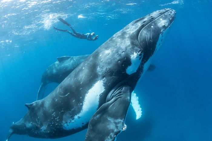 13 fotos de baleias jubarte brincando conosco no oceano 11