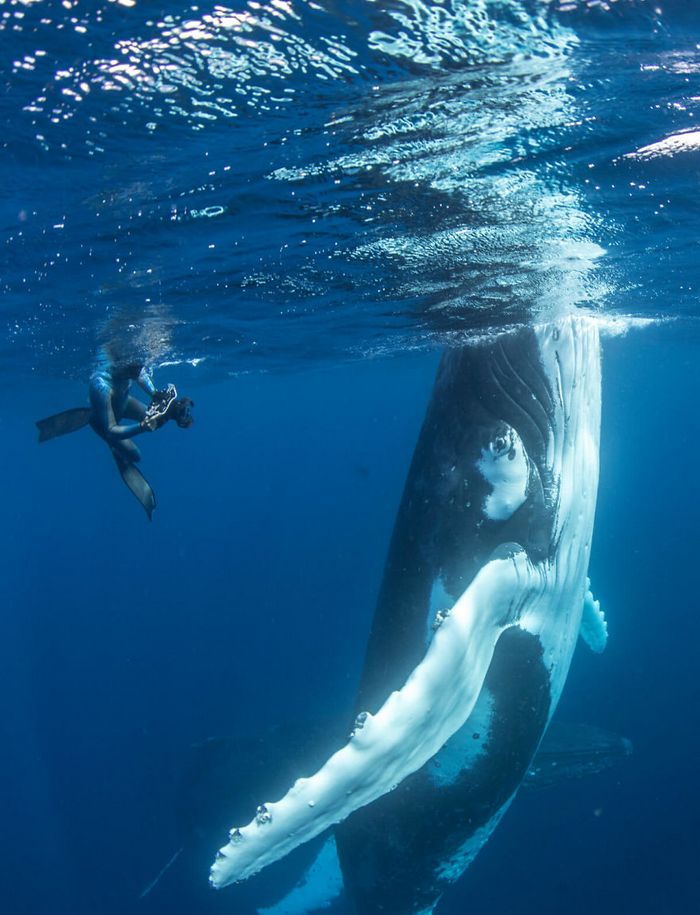 13 fotos de baleias jubarte brincando conosco no oceano 12