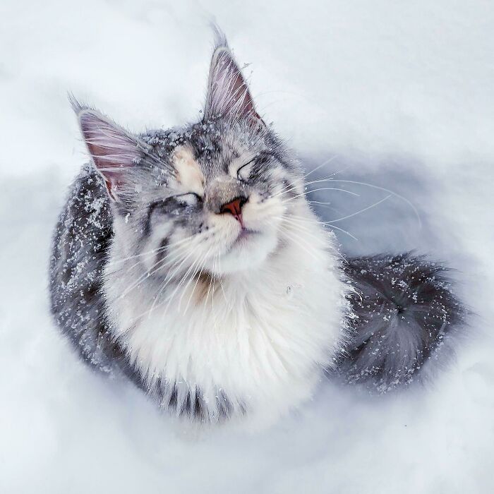 38 fotos ridiculamente impressionantes do gato Maine Coon que você precisa ver 12