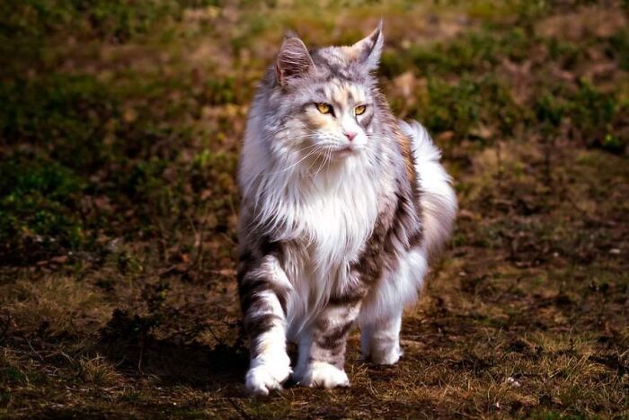 38 fotos ridiculamente impressionantes do gato Maine Coon que você precisa ver 19