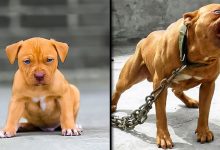 Transformações de animais incríveis. Antes e depois de animais crescendo 11