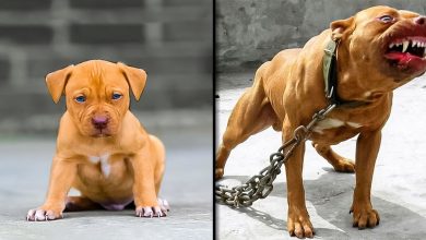 Transformações de animais incríveis. Antes e depois de animais crescendo 4