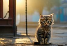 50 frases de gatos que todo amante de felinos vai gostar 8