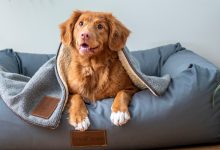 Por que os cães cavam em suas camas? 11
