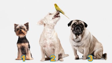 Escolha um cachorro e desvende seu futuro espetacular! 16