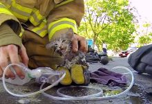 Bombeiro salvando um gatinho de um incêndio 23