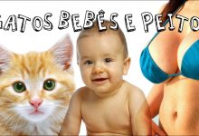 Gatos, bebês e peitos 38