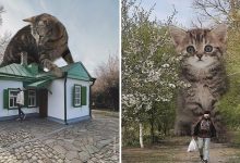Gatos gigantes: Artista cria imagens realistas (42 fotos) 7