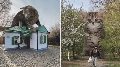 Gatos gigantes: Artista cria imagens realistas (42 fotos) 23