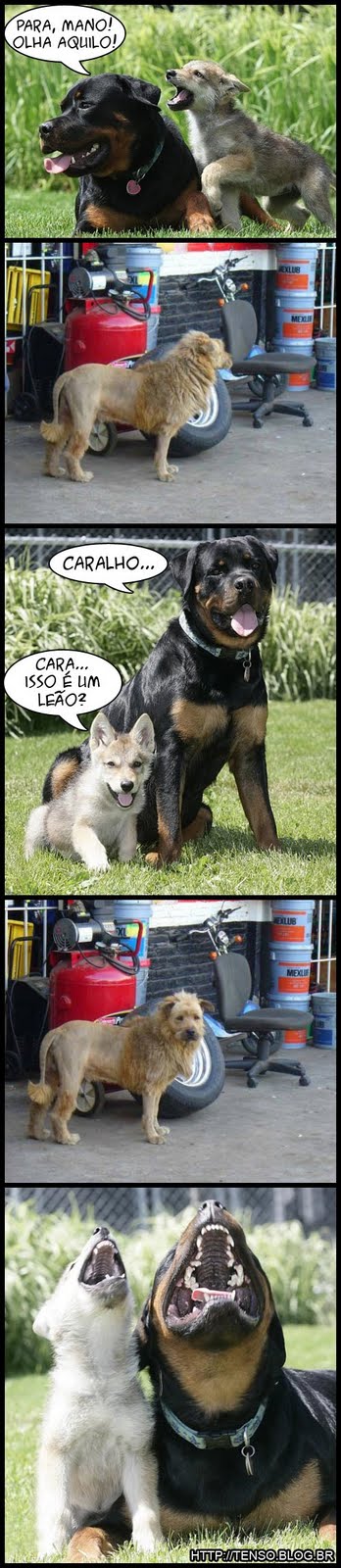 leaoc