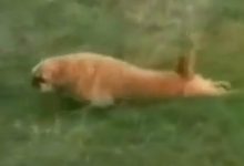 Animais loucos 39