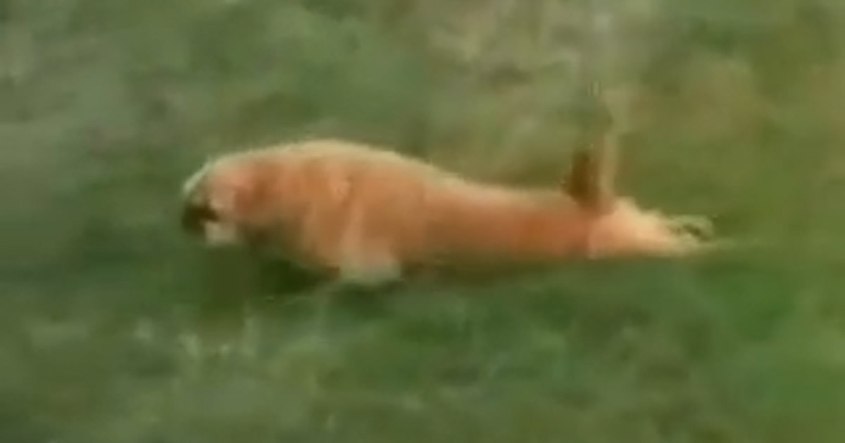 Animais loucos