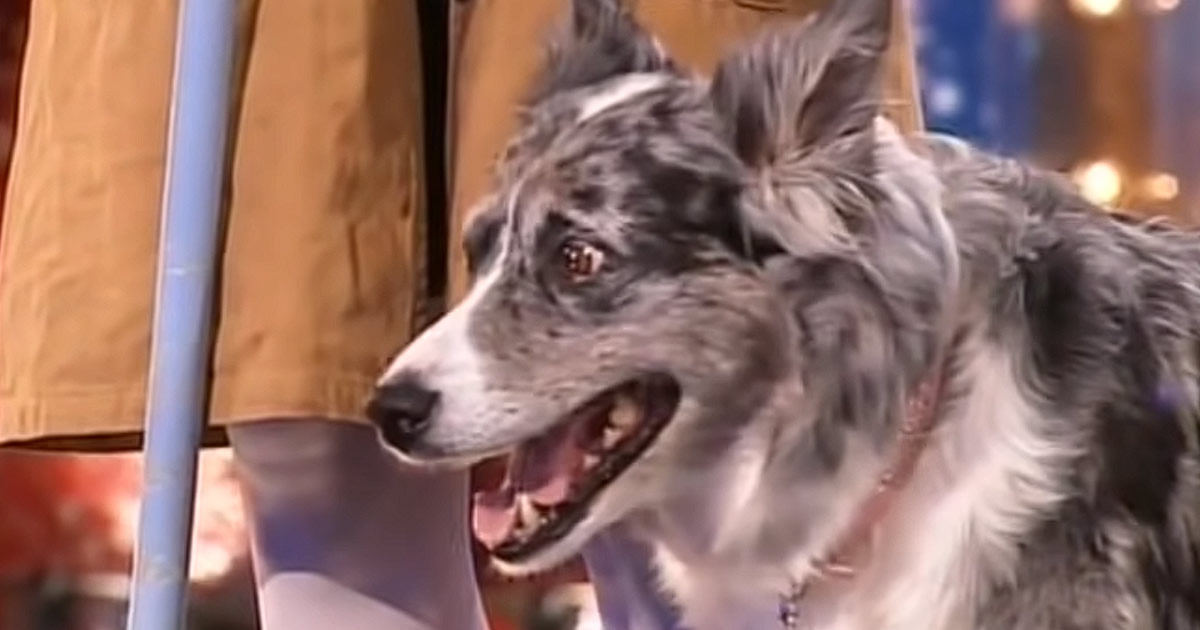 Cachorro que Dança
