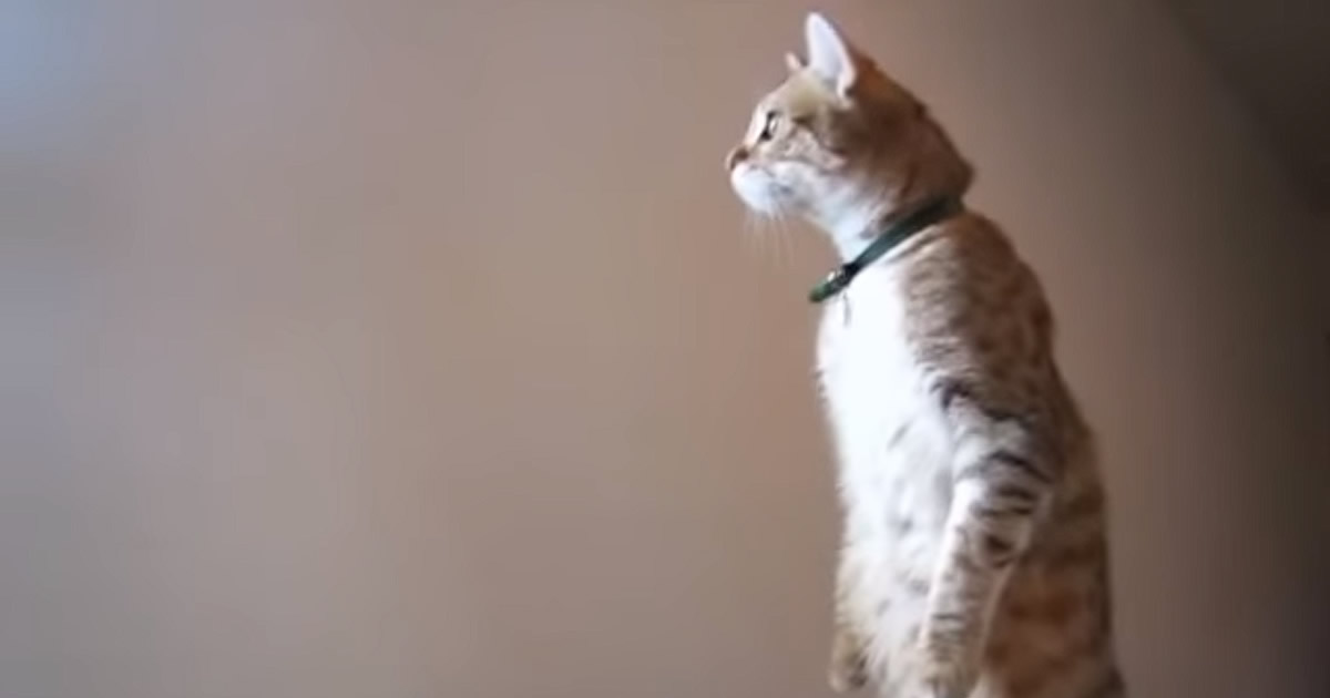 Sou mais foda que você