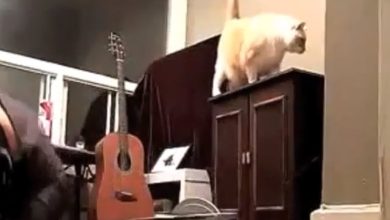 Gato fazendo Gordice 1
