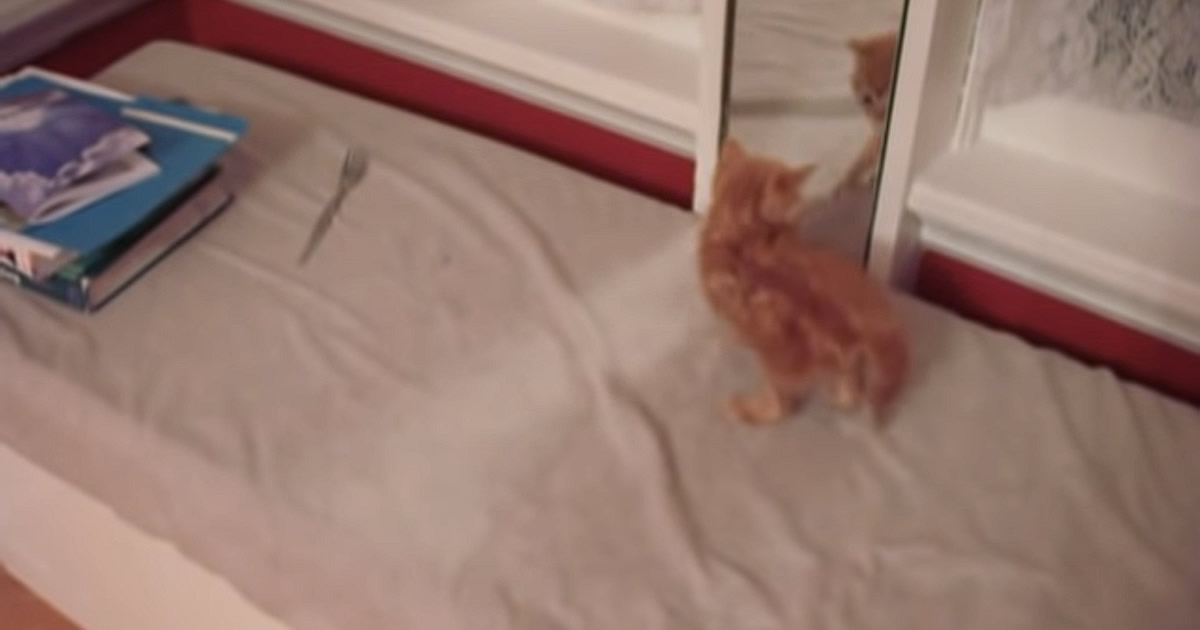 Gatinho Vs Espelho