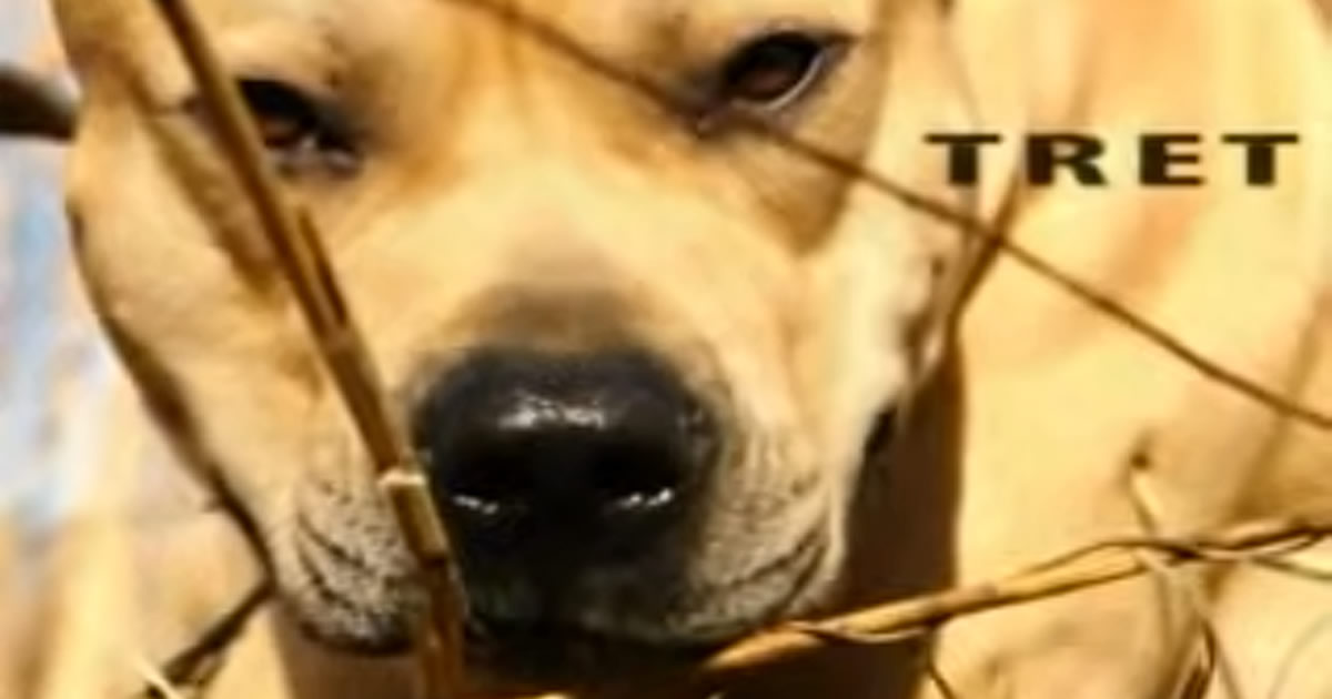 Parkour Dog