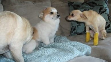 A arte de ignorar seu irmão mais novo 22