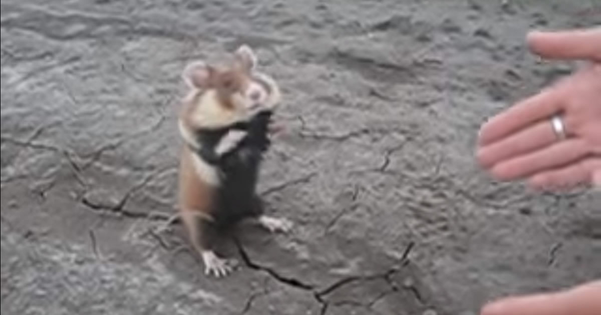 EVIL Hamster