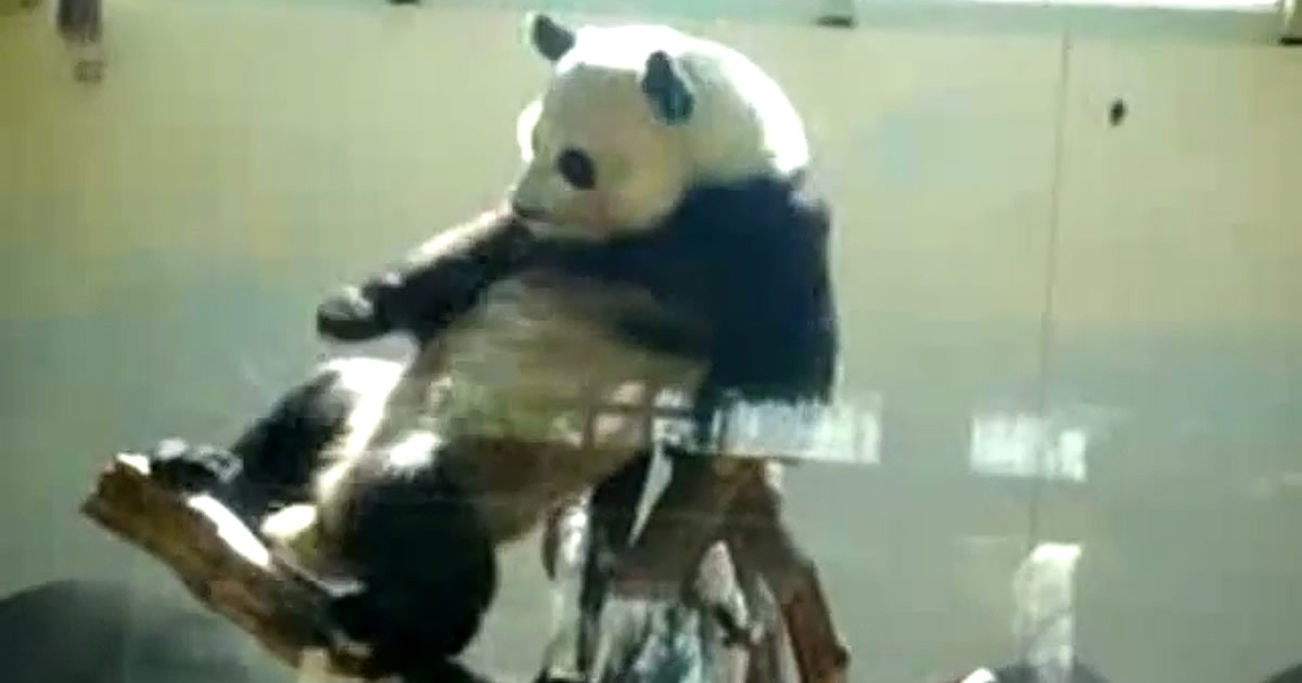 Hip Hop com Panda