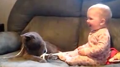 Momento Cuti Cuti: Cabo de guerra entre um Gato e um Bebê 3