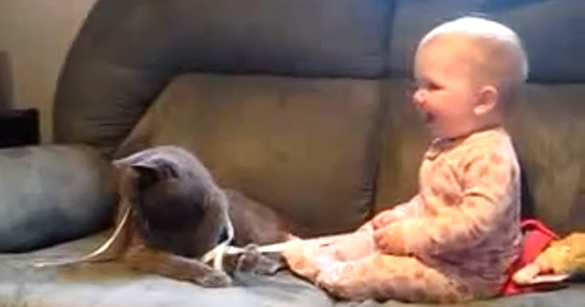 Momento Cuti Cuti: Cabo de guerra entre um Gato e um Bebê