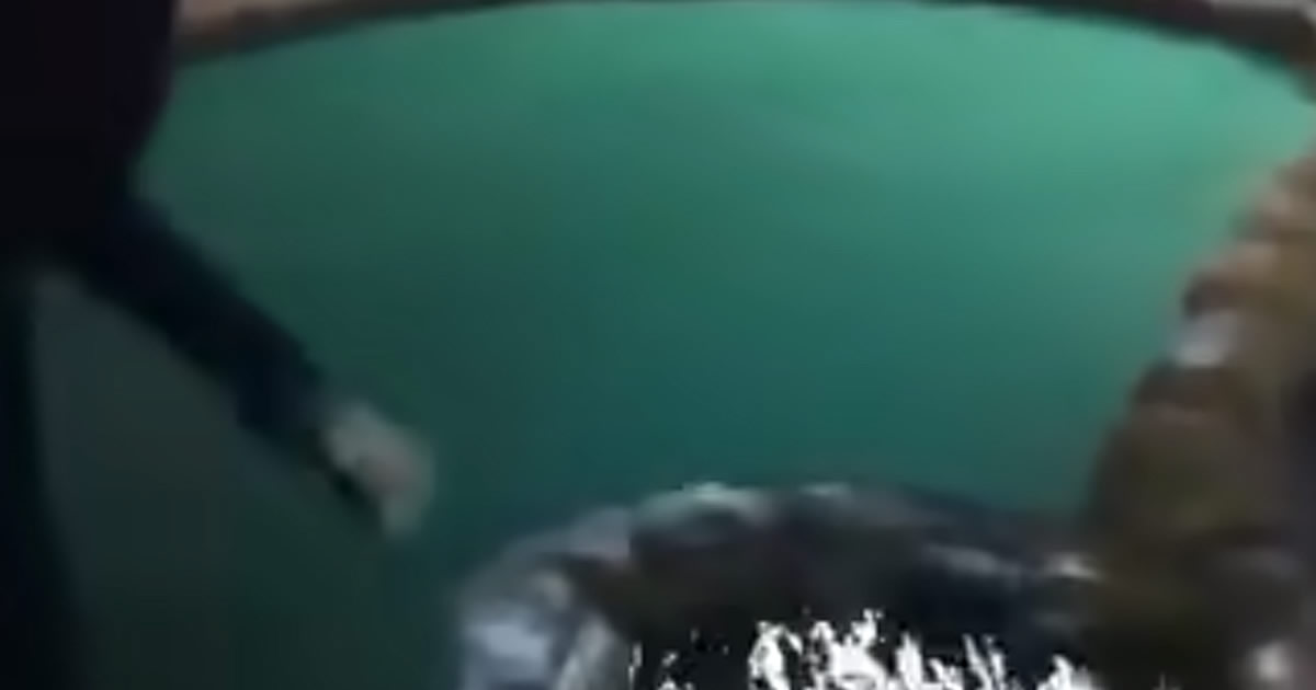 A grande tacada