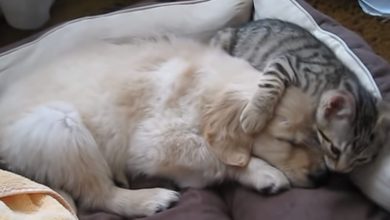 Momento Cut – Cut #4 10