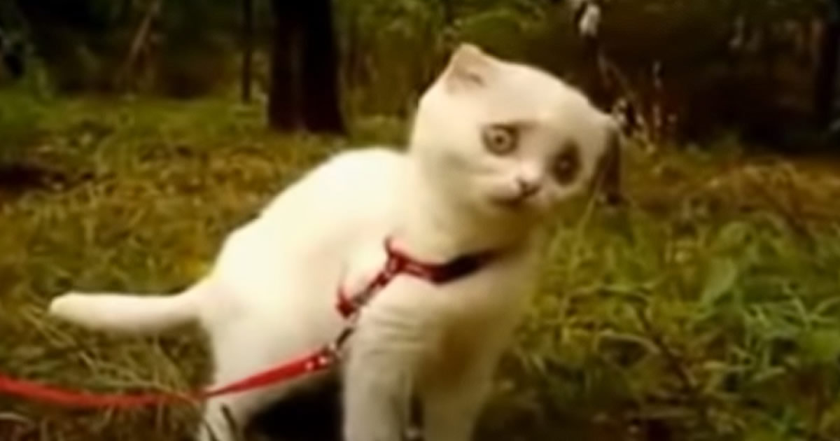 Nova droga